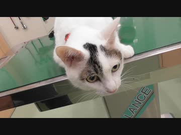 病院で注射を受けて、終わったら自分からキャリーに収まっていくスタイルの猫