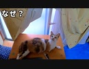 野良猫時代に出産し、三ヶ月経つのに発情しないのは何故？【保護猫】