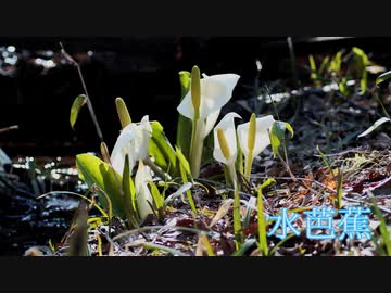 今が見ごろのミズバショウ