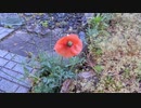 雨の降る音20210417-1