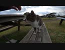 猫島の民泊で出会った野良猫がテーブルベンチで私をもてなしてくれた！