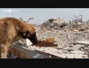 W杯前のカタール、野良犬・猫への虐待が急増