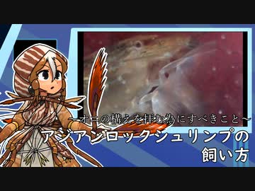 アジアンロックシュリンプの飼い方