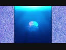 ひらめきかがやきむし