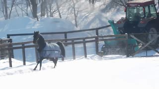 スマートファルコンと見る除雪車にビビるエイシンフラッシュ