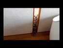 引き戸の隙間からなんとか出ようとする猫 - a cat tries to come through the gap between Japanese sliding doors somehow -
