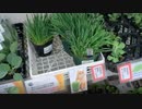 2021/04/16放送【14日目 夕食買出し 豊橋】猫と車中泊　日本縦断　サイコロの旅　北海道にたどり着けるか？【旅猫あずき～保護猫から旅猫へ～】