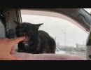 2021/04/16放送【14日目 道の駅とよはし 夜】猫と車中泊　日本縦断　サイコロの旅　北海道にたどり着けるか？【旅猫あずき～保護猫から旅猫へ～】