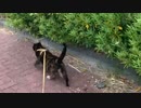 2021/04/17放送【15日目 あずにゃんぽ 御前崎】猫と車中泊　日本縦断　サイコロの旅　北海道にたどり着けるか？【旅猫あずき～保護猫から旅猫へ～】
