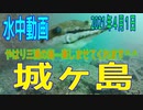 水中動画（2021年4月1日）in 城ヶ島