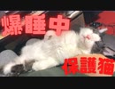 保護猫引き取り二か月目、早くも馴染んで爆睡中