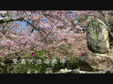 【宮島の桜巡り】　高台にある誓真大徳（せいしんだいとく） 頌徳碑〜塔の岡の桜