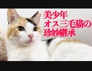 美少年オス三毛猫が珍妙に染まった結果…