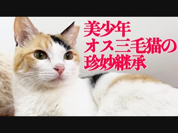 美少年オス三毛猫が珍妙に染まった結果…