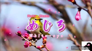 人気の 春 Bgm 動画 28本 ニコニコ動画