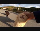 猫島で道の真ん中にいる野良猫達をナデナデしてきた