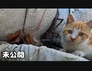 After and before【野良猫時代のおチビ】顔がふっくらしてて可愛い