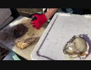 沖縄出張と茨城