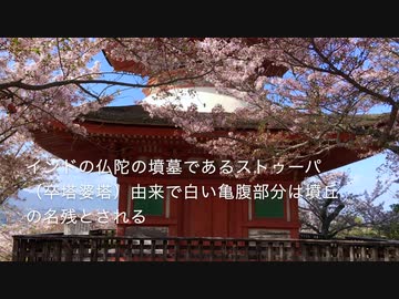 【宮島の桜巡り】多宝塔の桜、桃林（もんばやし）の桜