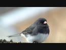 風に聞け　２１０４１８　Friendly Dance - Nico Staf