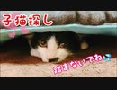 【子猫】寝ようと思ったら子猫が行方不明で大慌て