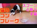 【子猫】子猫スプーンで水遊び 猫用コーンフレークCat flakes for cats! ? Kitten fighting with spoon