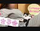 【子猫】育児放棄され母親の温もりを知らない子猫