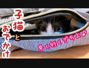 【子猫】子猫と病院という名のデートコース