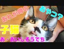 子猫に初めてのおやつあげてみたら食いしん坊さんで可愛すぎた　I gave my kitten a first treat