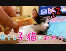 【子猫】猫風邪で詰まってた鼻は効く？寝ている子猫にオヤツを嗅がせてみたドッキリ