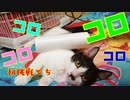 子猫に初めてコロコロローラーしてみたら・・・戸惑いながらも気持ちよさそうで可愛すぎたWhen I try to roll a kitten for the first time