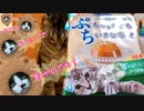 【子猫】先住猫と子猫に新しいオヤツあげてみたら面白い程差があった