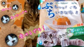 【子猫】先住猫と子猫に新しいオヤツあげてみたら面白い程差があった