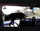 2021/04/19放送【17日目 朝の富士山ドライブ 本栖湖～精進湖】猫と車中泊　日本縦断　サイコロの旅　北海道にたどり着けるか？【旅猫あずき～保護猫から旅猫へ～】