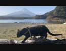 2021/04/19放送【17日目 あずにゃんぽ 朝の精進湖】猫と車中泊　日本縦断　サイコロの旅　北海道にたどり着けるか？【旅猫あずき～保護猫から旅猫へ～】