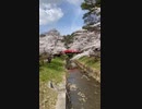 Beautiful cherry blossoms in Japan