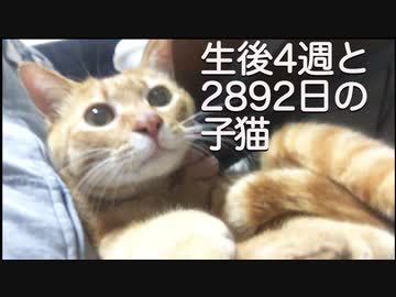 生後4週と2892日の子猫