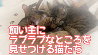 飼い主にらぶらぶなところを見せつける猫たち