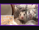 【癒し】カーテンのお家を作るハムスター【ふわたん】