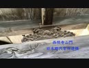 周防 山代地方本郷　西照寺山門（旧長州藩 本郷代官所表門 遺構）と動物の彫刻　　 岩国市本郷町