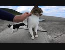 防波堤に座っていたら野良猫がトコトコ歩いてモフられにきた