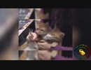 爆笑！おもしろ動物動画集！No.１１