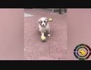 爆笑！おもしろ動物動画集！No.１３