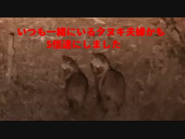事務所の裏側の生き物NO2　いつも一緒にいるタヌキ