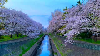 東京散歩 - 杉並の桜