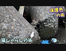 懐いたと思った子猫が総スカンしたので「猫じゃらしを投入してみました」【野良猫と仲良くなりたい】それにしても見事な保護色