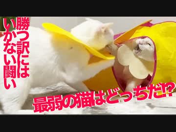 天下一最弱猫決定戦