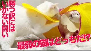 天下一最弱猫決定戦