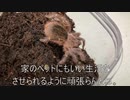 [一日一膳]タランチュラ飼育日記その１５９[飽食より粗食]