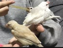 挿し餌＊乱舞